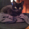 2010-11-01 Sur le pull du maitre_l.jpg